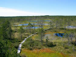 Zona pantanosa en el Parque Lahemaa